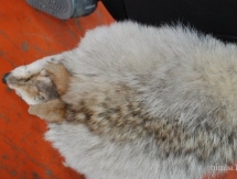 В соревнованиях по казакша курес в Мангистауской области победу одержал актауский палуан 