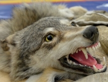 Еще две области в «Қазақстан Барысы»