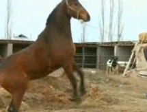 Коневод из Кызылординской области мечтает создать школу верховой езды