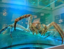 Краб Петрович отказался делать предсказание на игру США — Казахстан