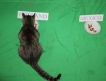 Уральская кошка Сюзи предсказывает итоги матчей ЧМ-2014