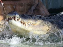 Видео с проведения крокодилом жеребьевки матча Кубка Дэвиса между Австралий и Казахстаном