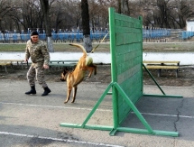Кинологи военной полиции ВС РК готовятся к участию в «Дог биатлоне»