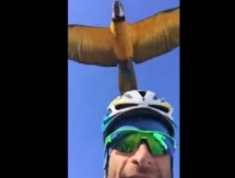 За велогонщиком «Астаны» увязался говорящий попугай ара 