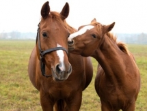 Казахстан может получить статус страны, свободной от болезней лошадей