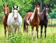 МЭБ разрешил Казахстану развивать спортивное коневодство