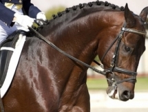 В Алматинской области пройдут соревнования по конному спорту на Кубок Президента РК