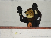 Фоторепортаж с матча ВХЛ «Молот-Прикамье» — «Торпедо» 3:5