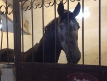 Государственный конный клуб продали за смехотворную сумму в Астане