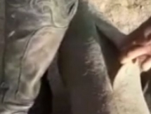 Муляж туши козла, выданный сборной Кыргызстана в Астане, порвался через десять минут тренировки