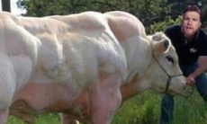 «„Канело“ чертовски дикий». Фанаты троллят Альвареса за допинг перед боем с Головкиным