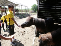 Воспитанники «Кайрата» познакомились с лошадьми