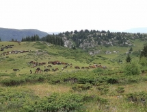 Министр Мухамедиулы и известные казахстанцы участвовали в конном пробеге в Алматинской области