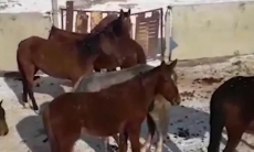 Шесть лошадей украли у олимпийского призера в Жамбылской области
