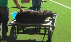 «Залили кровью барана весь стадион. Я даже не мог смотреть на это». Легионер ошарашен «странными» обычаями в Казахстане