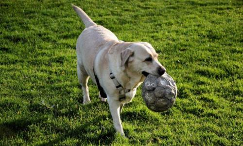 Играющие в футбол собаки умилили Казнет и разозлили акимат. Видео