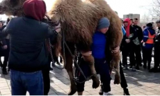 В Талдыкоргане прошли соревнования по поднятию живого верблюда
