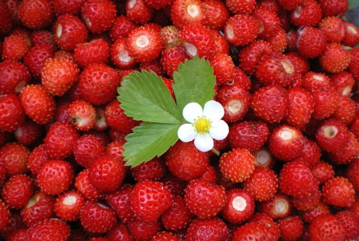 «Самая лучшая ягода». Замедляет старение и нейтрализует раковые клетки