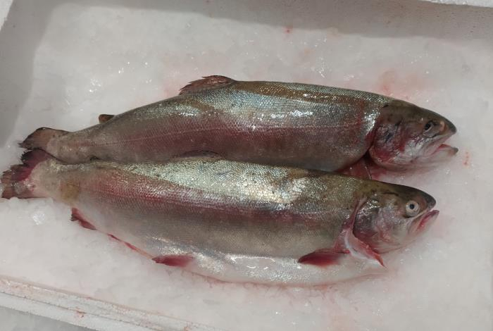 «Едят трупы и человеческие отходы». Названы самые опасные виды рыбы из магазинов