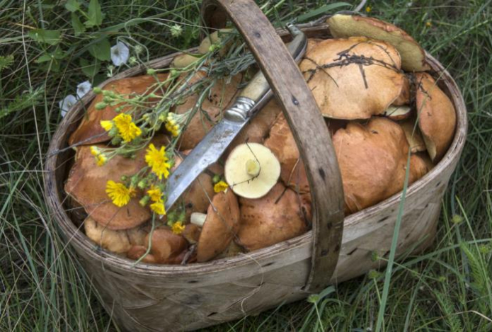 «Они невероятно вкусные». Эти грибы выводят из организма паразитов