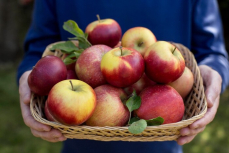 Эксперты раскрыли правду о яблоках