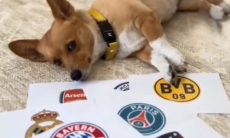 Пес-предсказатель назвал победителя Лиги Чемпионов