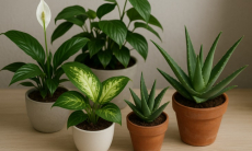 Сильнейшая головная боль и ожоги на теле. Какие четыре комнатных растения нельзя держать в доме