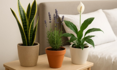 Эти три растения нужно поставить в спальне для улучшения здоровья