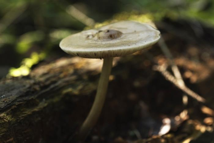 Названы опасные для жизни человека виды грибов