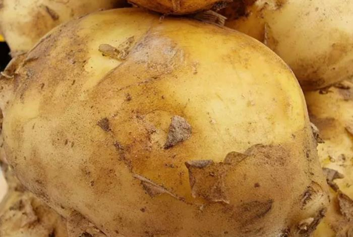 Какие блюда из картофеля являются самыми вредными. Не все об этом знают
