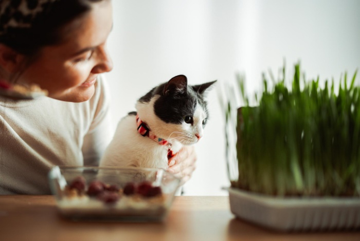 Популярный комнатный цветок может убить вашу кошку — предупреждает ветеринар