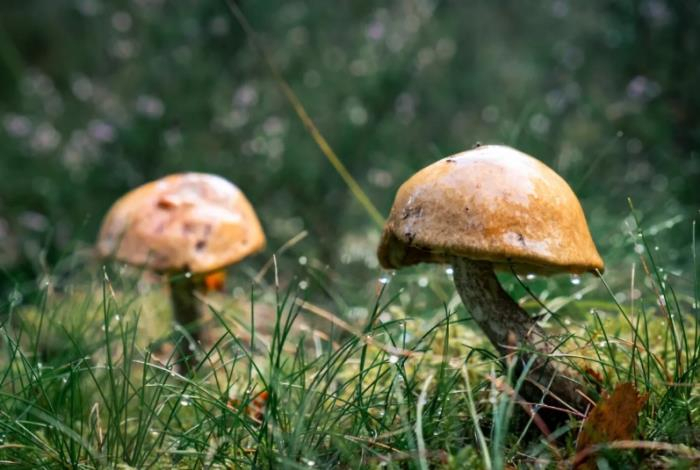 Какие весенние грибы могут вывести из строя печень и почки — врач сообщила об опасности