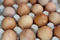 Если заметили это — не ешьте. Назван простой способ быстро определить несвежие яйца