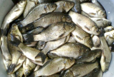 Особенно летом. Эту рыбу не рекомендуют покупать и есть никому