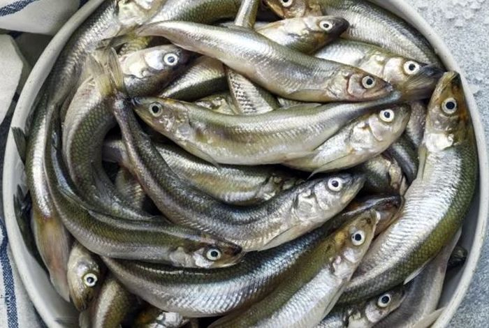 Названа уникальная рыба с обилием витаминов и целебных свойств