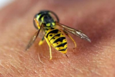 Что делать, если укусила оса? Для некоторых людей ее укус может оказаться смертельным