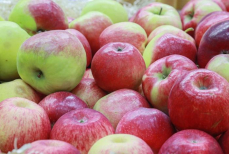 Сколько яблок можно есть в день — «передозировка» чревата массой опасностей