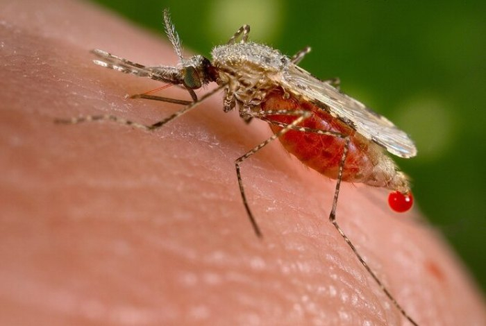 Что делать, если укусил комар? Не допускайте этих ошибок