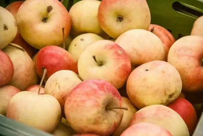 Как нельзя есть яблоки — можете навредить своему здоровью