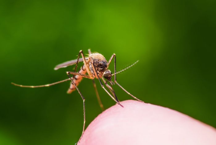 Дерматолог назвала эффективные способы борьбы с комариными укусами