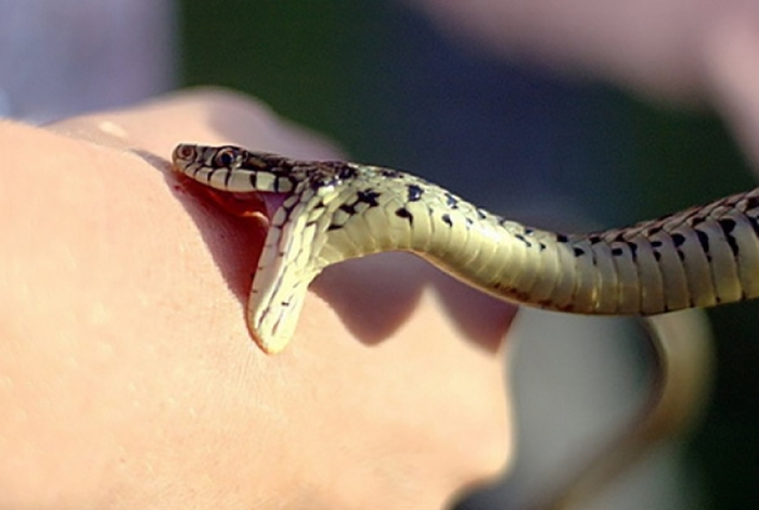 Что делать при укусах змей и насекомых и какие из них смертельно опасны