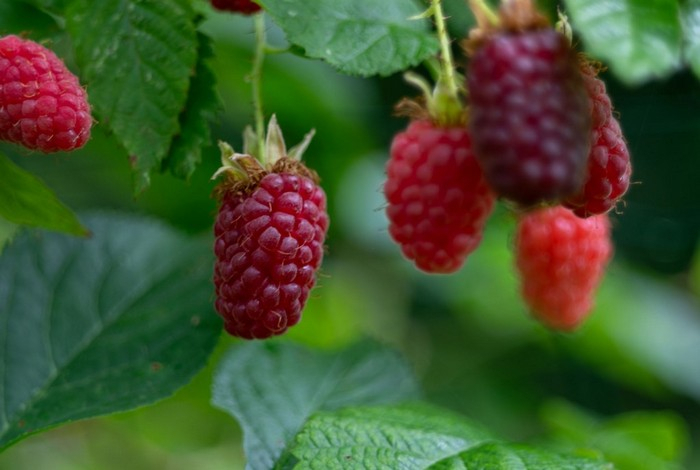 Эти ягоды помогут сохранить здоровье до глубокой старости