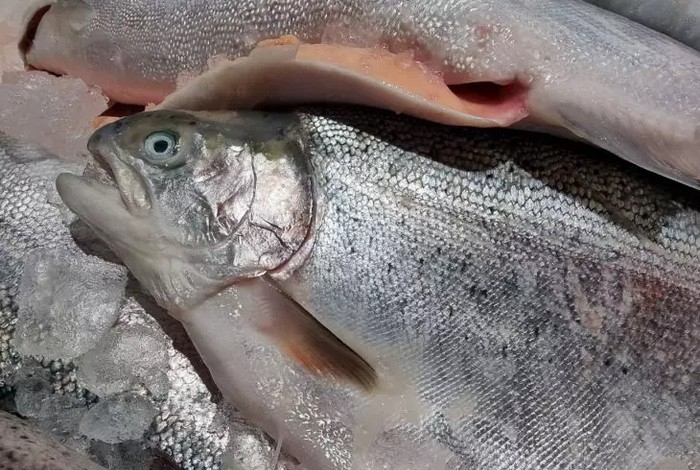 Как отличить свежую рыбу от несвежей — названы три очевидных признака