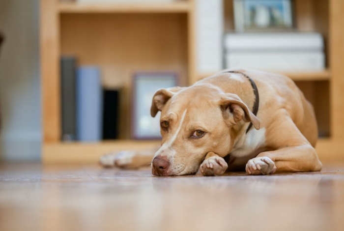 Запах стресса от человека может изменить взгляд его собаки на мир