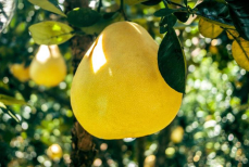 Этот фрукт полезен кишечнику и богат клетчаткой — снижает сахар в крови и улучшает липидный профиль. Его кожура отпугивает моль