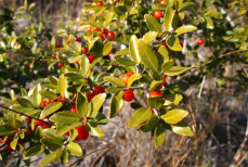 Ученые призвали пить этот напиток — бодрит не хуже кофе и защищает сердце. Его использовали как стимулятор и лекарство