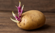 Можно ли есть проросший картофель