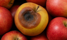 Никогда не ешьте такие яблоки — они опасны для здоровья