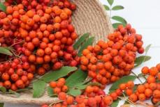 Можно ли лечить болезни рябиной