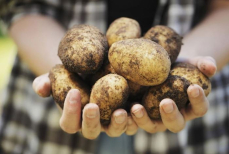 Можно ли есть сырую картошку